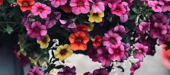 Hanging petunia plants may need water daily during the summer, and maybe even twice during periods of extreme heat. How To Grow Wave Petunias In A Hanging Basket Hanging Basket Care