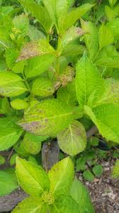 Image result for Cercospora hydrangea