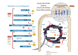 File:Respiracion Celular.svg