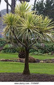 Variegated Dracaena Branching Growth Of The Variegated Cabbage Palm Cordyline Australis Outdoor Plants Torbay Tropical Plants