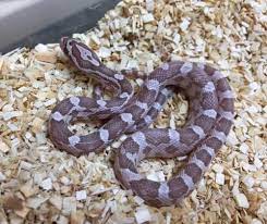 Ultramel Ghost Cornsnake In 2021 Corn Snake Pet Snake Corn Snakes For Sale