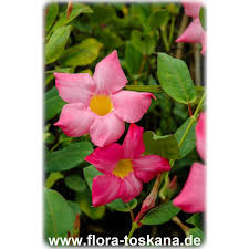 Image result for dipladenie amonea