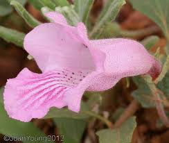 Image result for Dicerocaryum senecioides