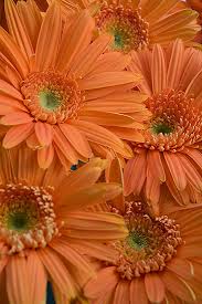 Image result for Gerbera