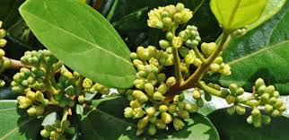 Image result for Cryptocarya liebertiana