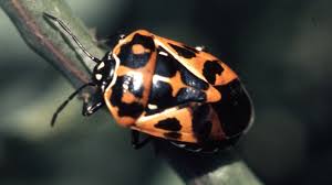 Their remarkable survival rate often affects the population of native ladybirds in regions that. 10 Fascinating Facts About Stink Bugs