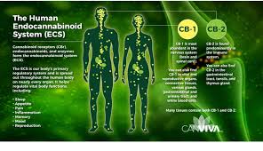 How CBD Can Help Your Endocannabinoid System - CANVIVA
