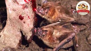 TBS NEWS DIG - TBSテレビ