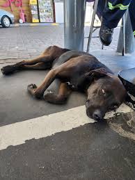 Buenas tardes, me ayudan compartiendo? apareció hoy por la mañana es un  macho debe tener 4/6 años aprx Esta muy flaquito y triste 😔 Esta en la  estación de servicio axion calle 32 y 28.