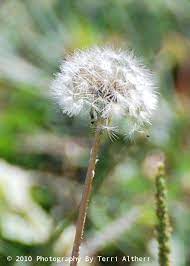 Pin On Wishes Weed The Dandelion