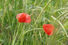 Image result for Poppy Red 1998 AAV