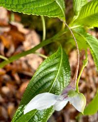 Image result for Impatiens tinctoria