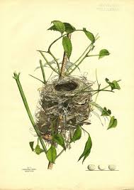 Plate Iv By Cpl Fine Arts Special Collections Via Flickr Cvety Pticy Trava