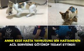 Anne Kedi Hasta Yavrusunu Bir Hastanenin Acil Servisine Goturup Tedavi Ettirdi