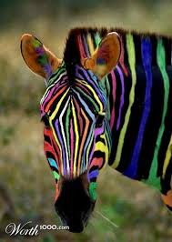 Pin By Adele Hanekom On Colors Galore Zebras Rainbow Zebra Zebra
