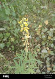 Image result for Crotalaria lanceolata
