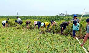 The disturbance was upgraded into a tropical depression on september 10 after an increase in organization. Tobacco Farm Faces Crisis After Typhoon Lingling Daily Nk