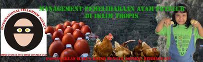 Ayam petelur merupakan ayam betina dewasa yang dipelihara khusus dijadikan sebagai ayam petelur untuk diambil telurnya. Lohmann Archives Agusbakrie Com