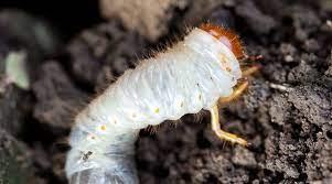 Leatherjackets And Chafer Grubs