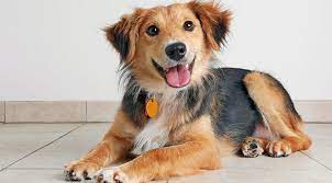 Acupuncture, homeopathy, chinese herbal medicine, massage therapy, chiropractic care, and physical. Holistic Care For Pets Tip Purewow
