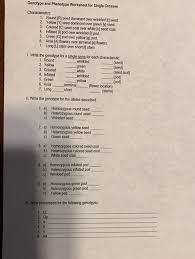 Traits such as hair color or the ability to roll your tongue are part of an. Solved Genotype And Phenotype Worksheet For Single Crosse Chegg Com