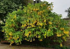 Image result for Cascabela