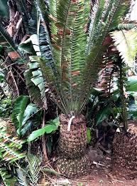 Image result for Encephalartos transvenosus