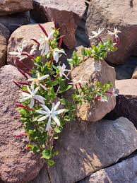 Image result for Jasminum streptopus