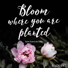 Salesian missionaries of mary immaculate. Bloom Where You Are Planted St Francis De Sales Bloom Where You Are Planted St Francis De Sales Bloom