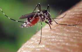 Onder andere tijgermug, is gevaarlijk doordat deze ernstige ziektes verspreidt, zoals de westnijlziekte, japanse encefalitis, chikungunya, dengue (knokkelkoorts) en gele koorts. Hoe Kun Je Tijgermuggen Voorkomen In Spanje Spanjeweetjes