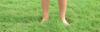 It takes a lot less water to keep a lawn green than most people think. Caring For Bermuda Grass Houston Grass Pearland Sugar Land