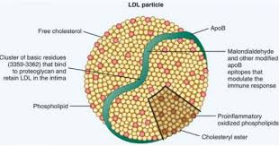 The Difference Between Ldl C And Ldl P