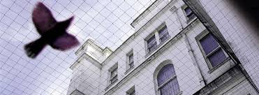 Maybe you would like to learn more about one of these? Bird Netting Services For Business Rentokil Pest Control
