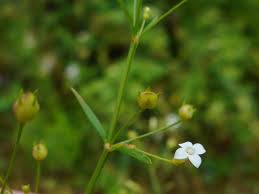 Image result for Oldenlandia hockii