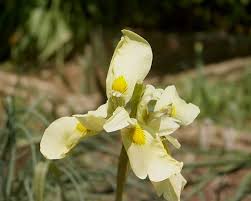 Image result for Moraea spathulata