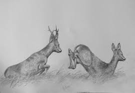 Geweihtrager Jagdmaler Thomas Bold Zeichnungen Tiere Geweihtrager Tiere Malen