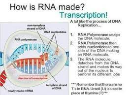 Pin By Jerwin Alvarez On Module 2 Quiz 2 Rna Polymerase Dna Replication Dna Molecule