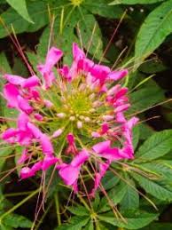 Image result for Cleome rubella