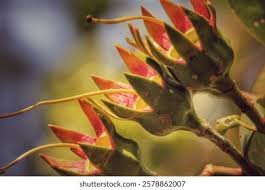 Image result for Sonneratiaceae