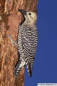 Northern Flicker Brown Bird With Red Spot On Back Of Head Williamson S Sapsucker Birds Woodpecker Bird Species