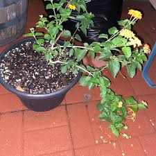 Image result for Lantana rugosa