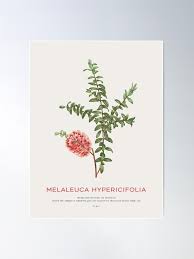 Image result for Melaleuca hypericifolia