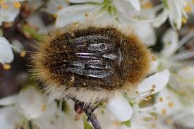 Image result for Tropinota hirta