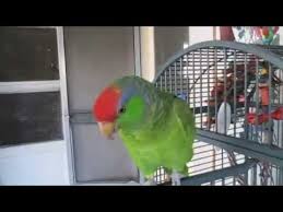 Amazon parrots are stocky birds with short, slightly rounded tails and heavy bills. Mexican Redhead Amazon Youtube