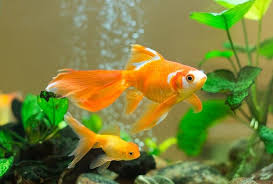 Because goldfish grow very rapidly, it's best to start with a larger tank so you don't have to keep upgrading. 5 Best Goldfish Tanks What To Know Before Buying Fishkeeping World