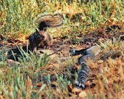 We do not own rights to all photo's or videos used in this documentary. Lord Of The Burrows