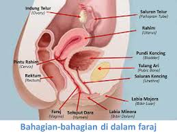 Lihat saja ister bersedia, anda boleh mula lakukan peranan anda kerana ketika peringkat ini kemaluan isteri sudah terlalu basah dan 'dayungan' anda akan menjadi sangat lancar. Cerita Lubang Vagina