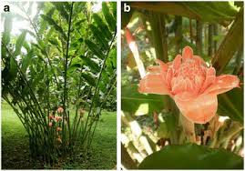 Image result for Etlingera