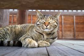 尾道は レトロな路地と千光寺公園から見下ろす街並みが魅力の観光地ですが 最近は若者向けオシャレ複合施設 Onomichi U2 や 向島のチョコレート工場 ウシオチョコラトル 路地裏の可愛いパン屋 ネコノテパン工場 など 女子ウケするお店も増加中 野良猫を撮影