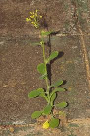 Image result for Emilia abyssinica